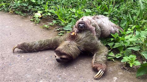 The Wotch of Sloth: Uncovering its Connection to the Seven Deadly Sins